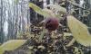 fruits des bois