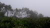 Brouillard