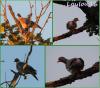 Photo Palombes