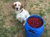 Cerise