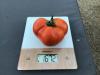 Tomate
