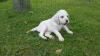 JEUNE CHIOT SETTER LEMON