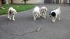 DON: 2 Jeunes chiots type setter Anglais