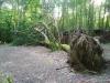 tempete