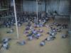 Pigeons