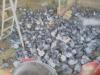 Pigeons