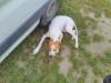 Chien