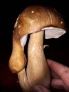 Champignon