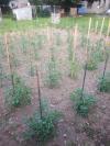 Tomates