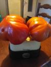 Tomates