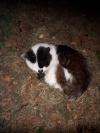Mon chat panda