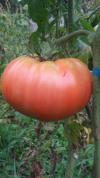 Tomate