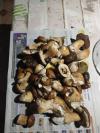 Cèpes