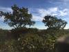 Arbres de poses