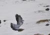 palombe vole