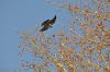 palombe vole