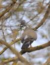 palombe travailleuse