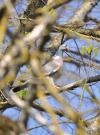 palombe travailleuse