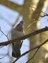 pigeon colombin