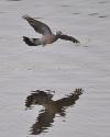 reflet palombe