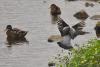 la palombe et les canards