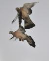 palombes en duo