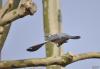 vole palombe