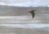vole bécasse