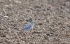 belle bleue dans le labour