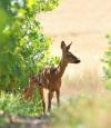dans le vignoble chinonais