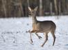 neige chevrette