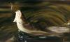 huile truite fario