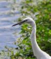 aigrette garzette