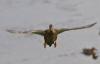 plein zoom