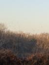 Palombes vol