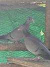 pigeon colombin