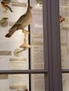 Rouquet pigeons colombin