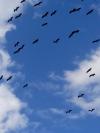 Cigogne