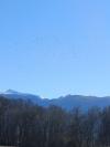 Hivernage palombe