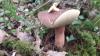 Cepes