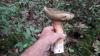 Cepes
