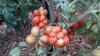 Reisetomates