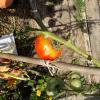 Tomates.