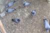 pigeons bleu