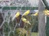 canaris