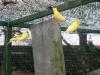 canaris