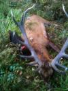 Très beau cerf