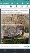 Une genette en confinement