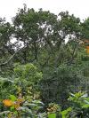 Arbre de pose naturel
