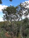 Arbre de pose